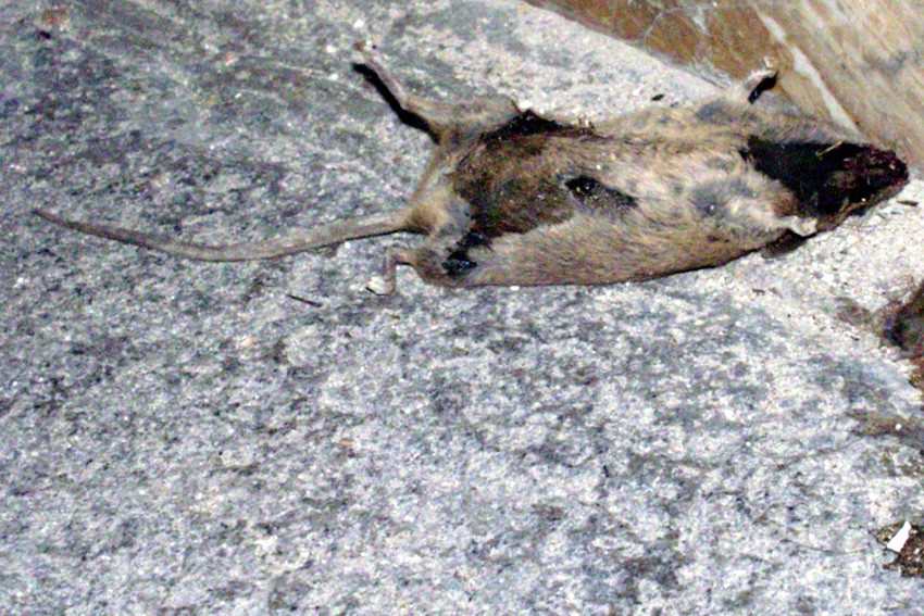 A dead mouse on grey pavement at night