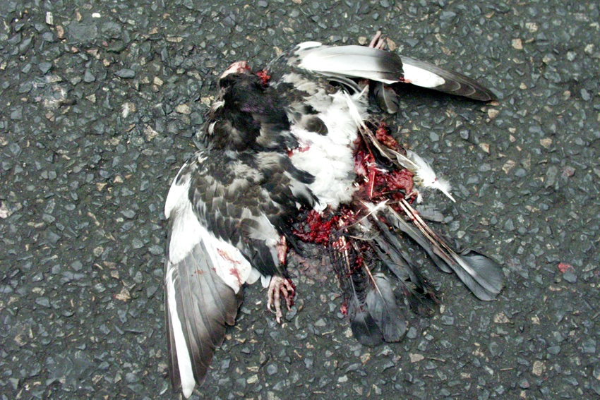 A dead pigeon spread on dark asphalt