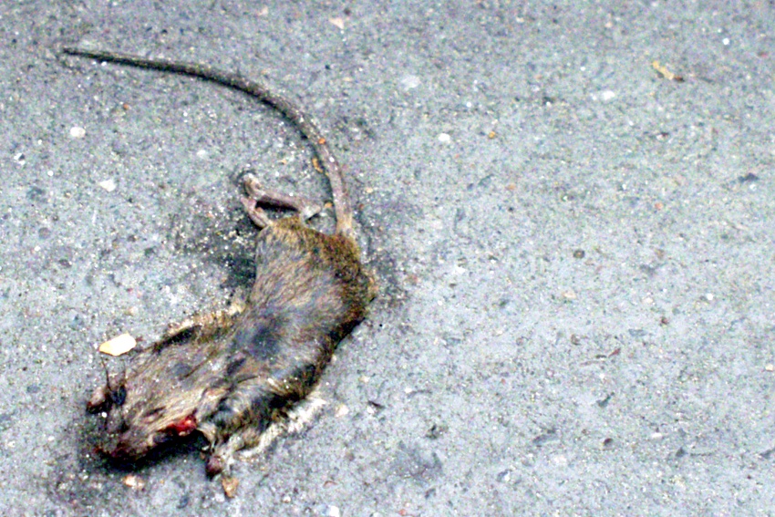 A dead rat on the pavement, its tail curled