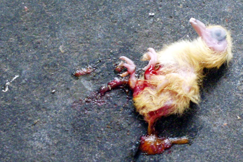 A dead chick on dark asphalt