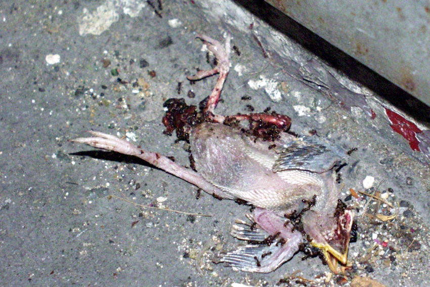 The remains of a small bird by a wall