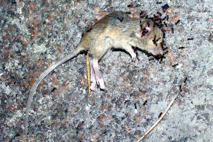 A dead mouse on speckled stone, ants around it