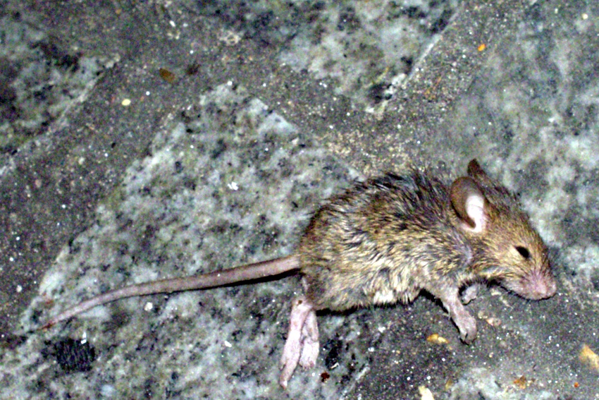A dead mouse lying on granite paving