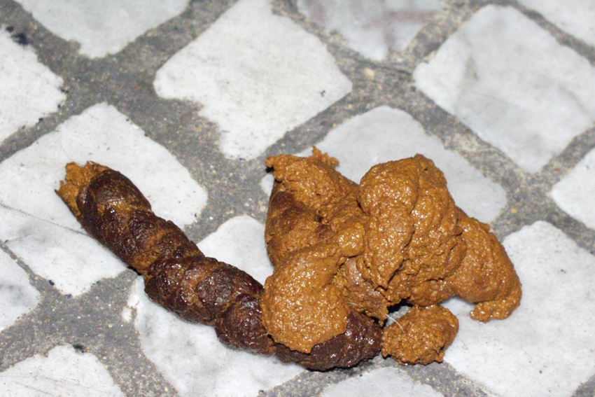 Dog mess on pale cobbles