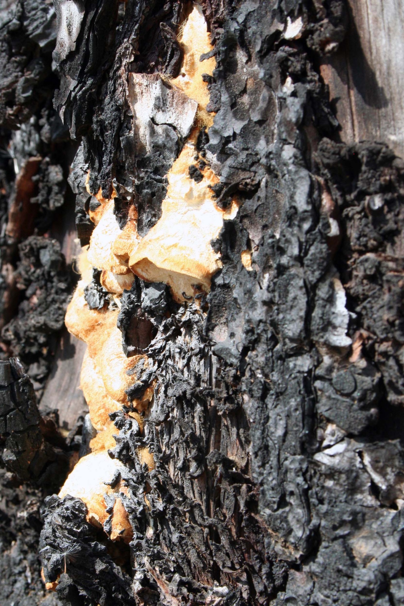 Charred bark split open