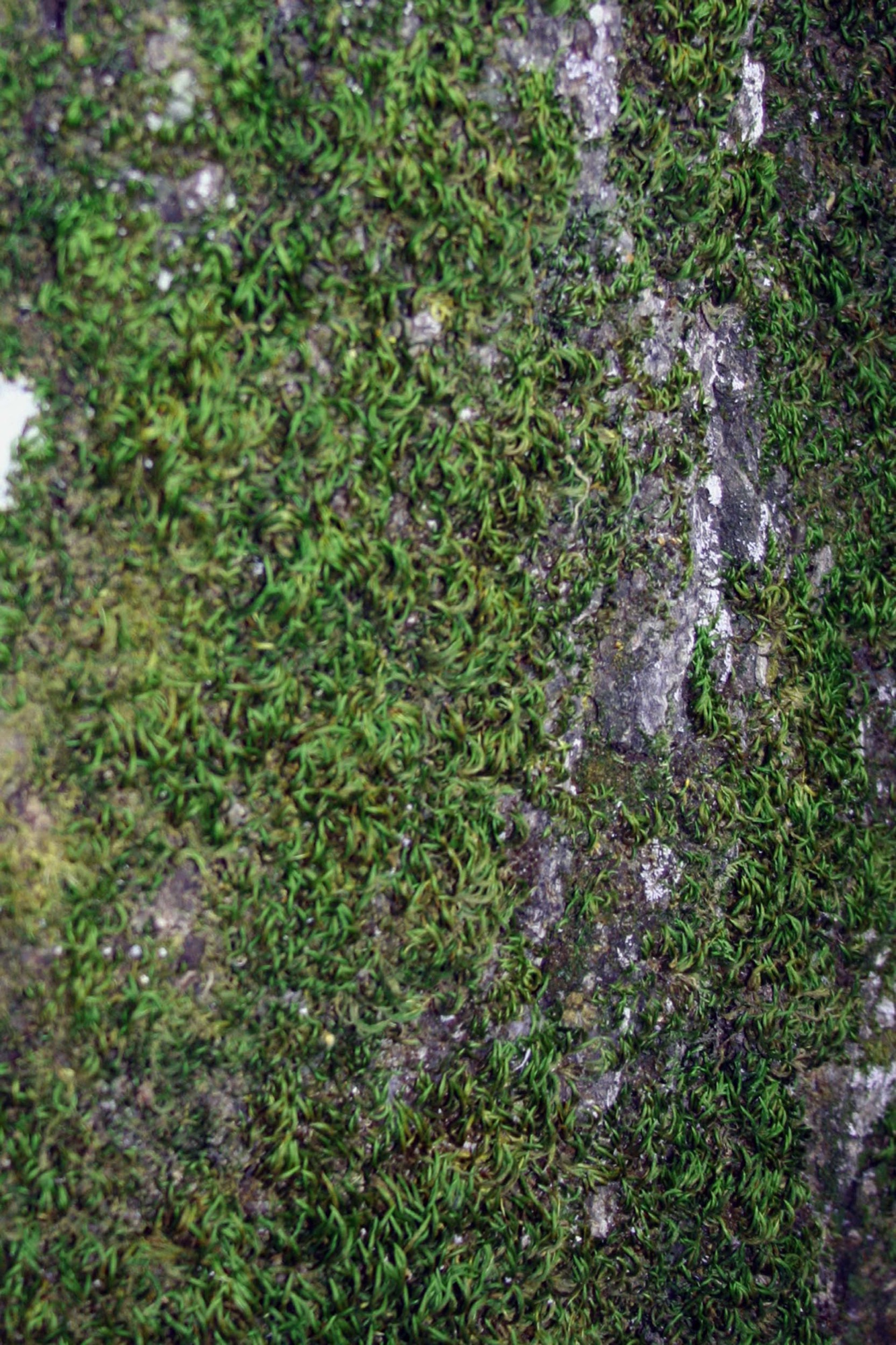 Moss over bark