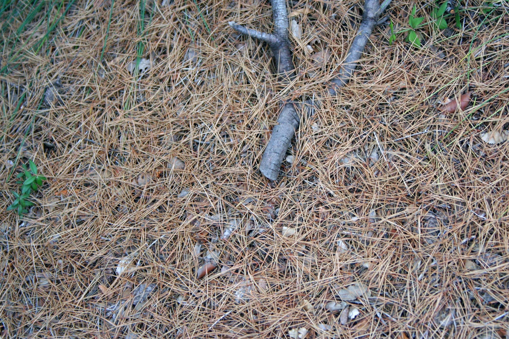 Pine needles and a twig on the ground