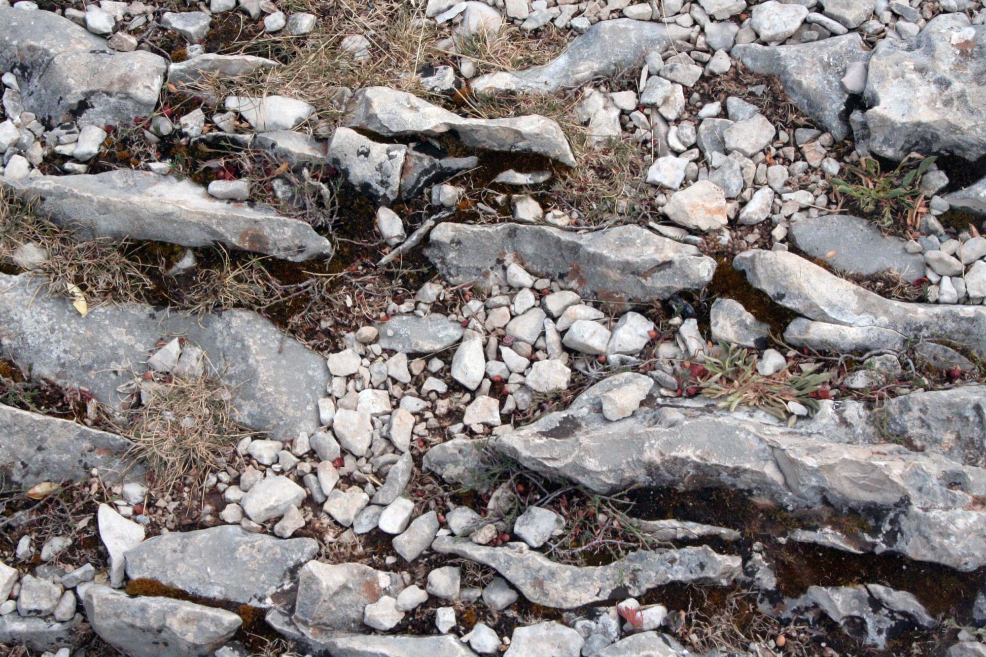 Flat grey stones among grass