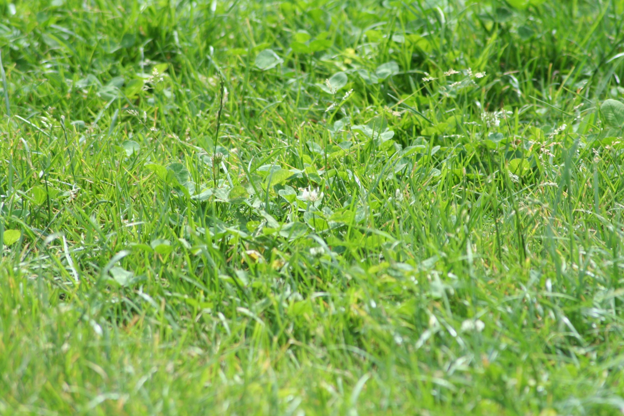 Bright green grass