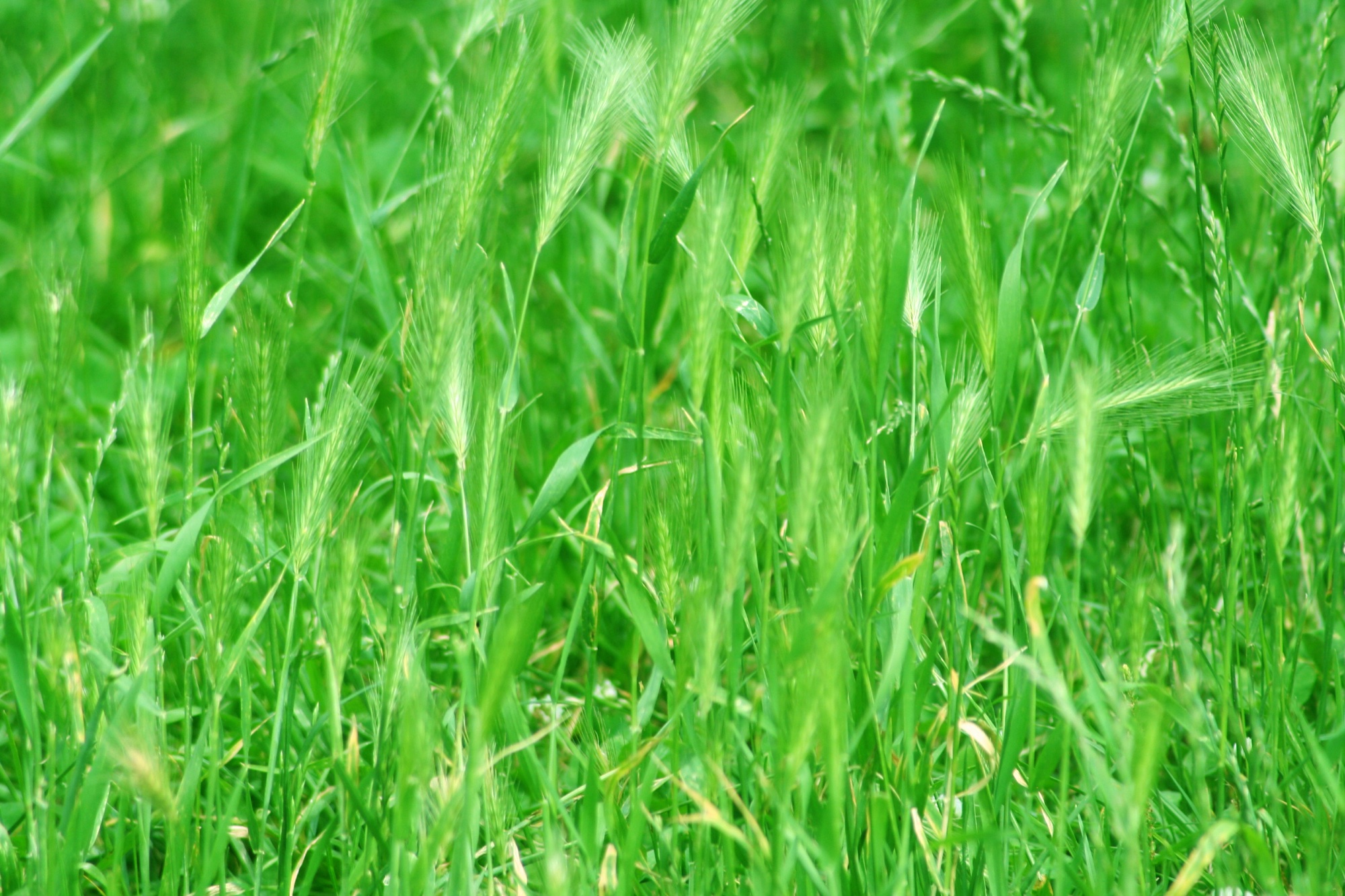 Tall green grass