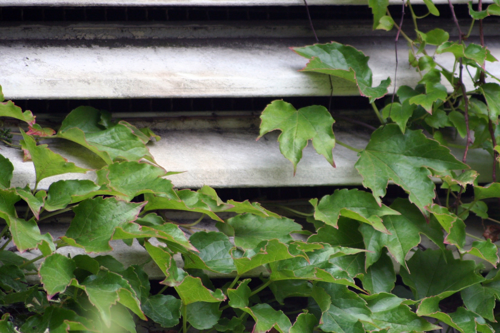 Ivy over a concrete ledge