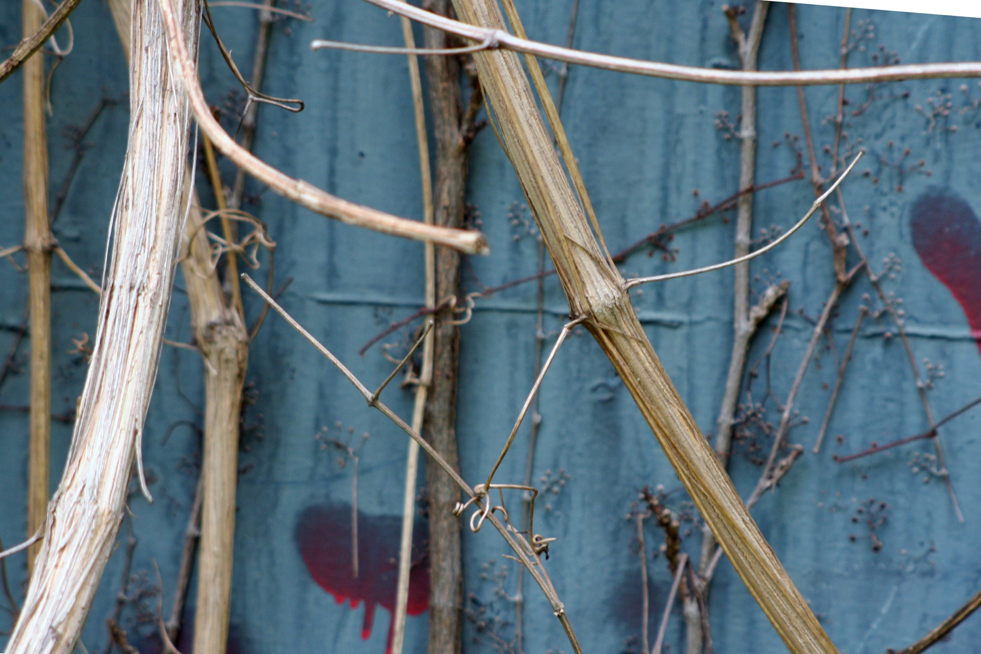 Dry vines on a blue painted board