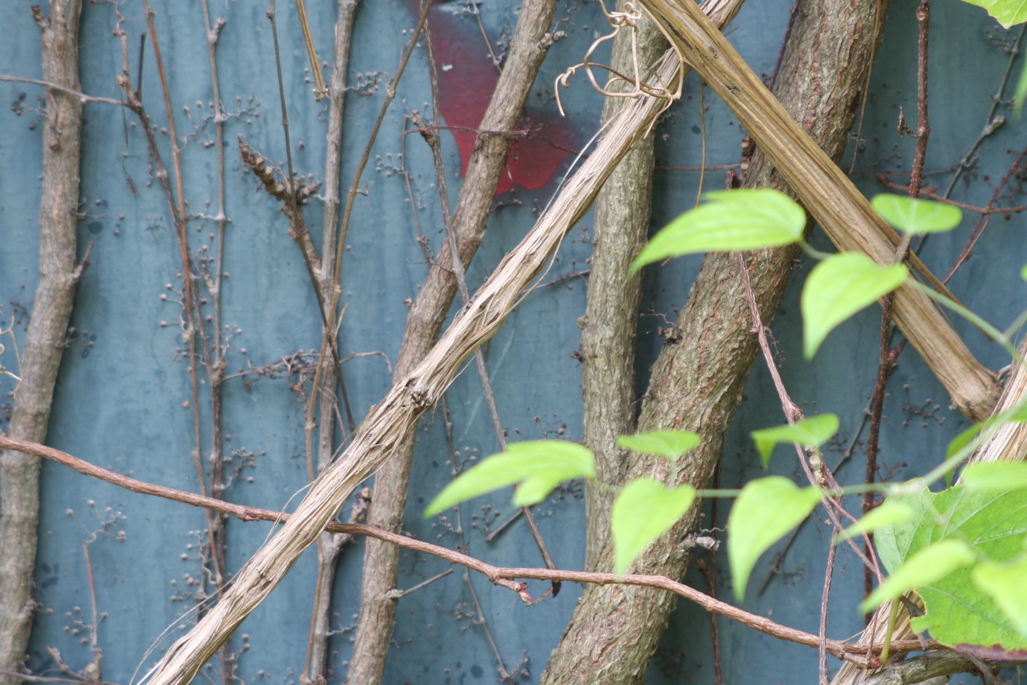 Dry vines and new leaves on a blue board