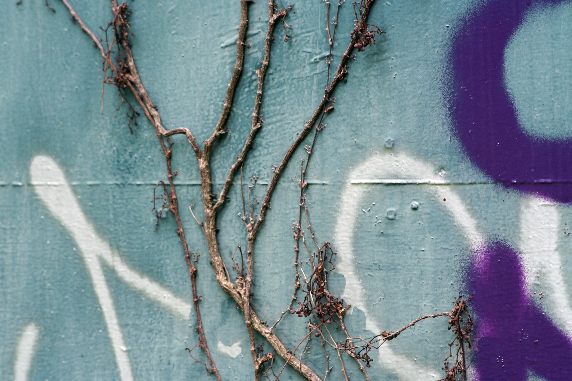 Bare vines over graffiti on a pale blue board