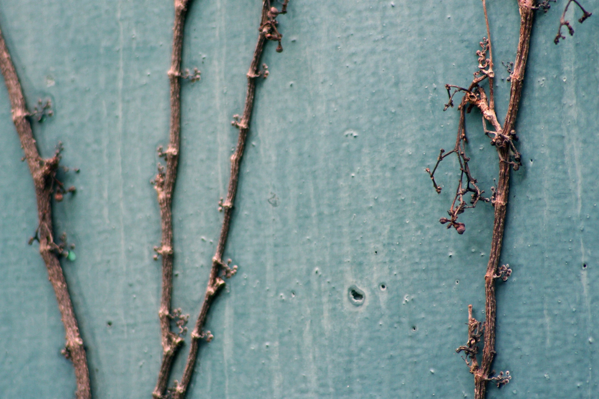 Bare vines on a pale green board